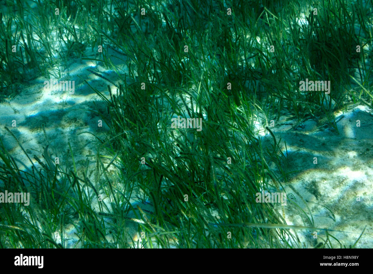Mediterranean Sea Grass Posidonia oceanica Kania beach, Chalki Island near Rhodes, Dodecanese Islands, Greece. Stock Photo