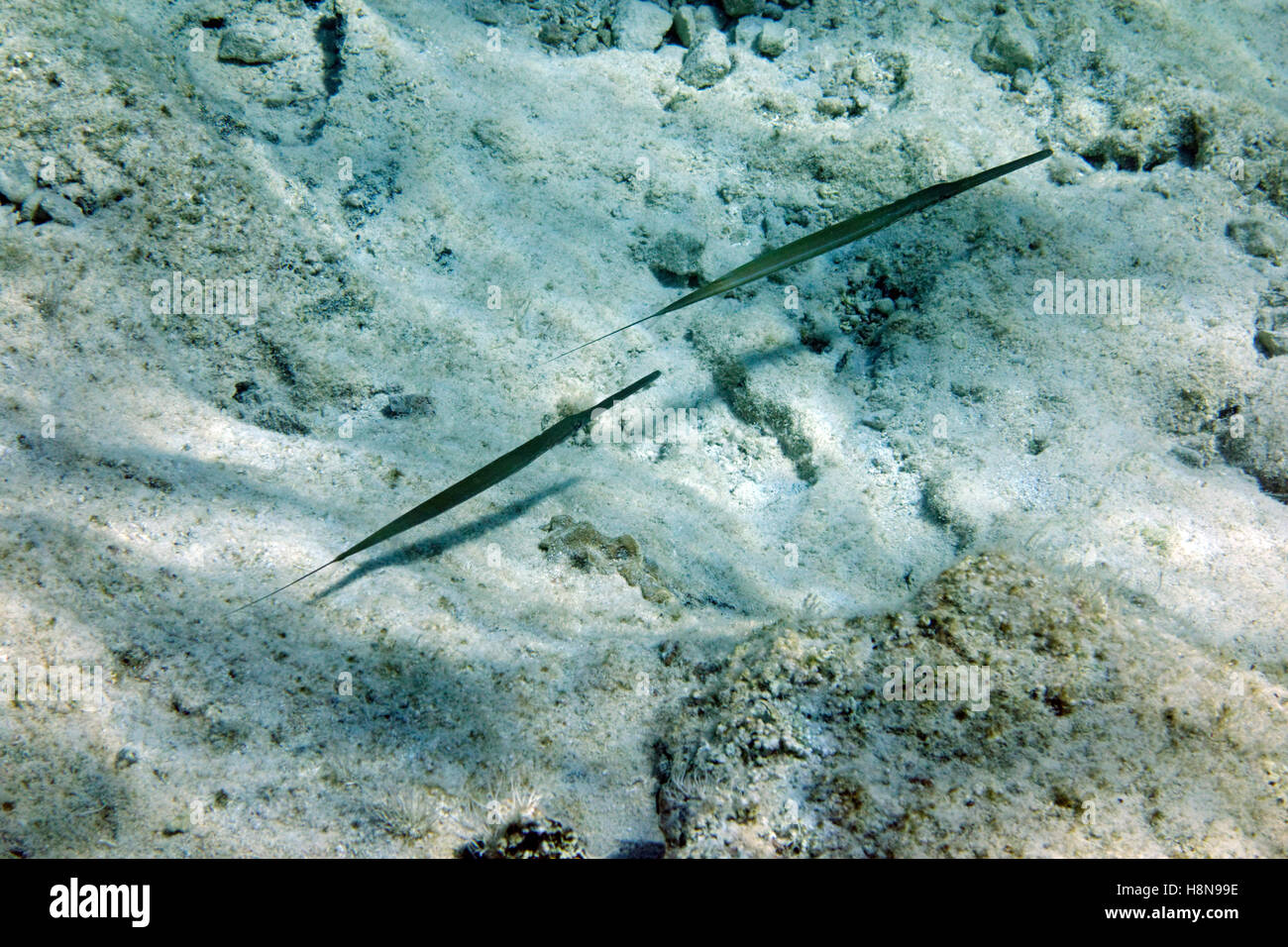 Mediterranean bluespotted hires stock photography and