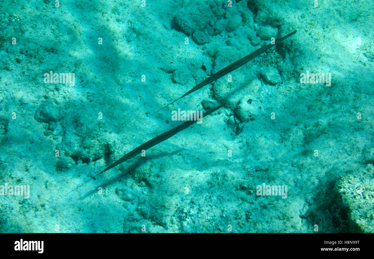 Bluespotted Cornetfish, Fistularia commersonii , Aegean Sea, Chalki, Dodecanese Islands, Greece. Stock Photo