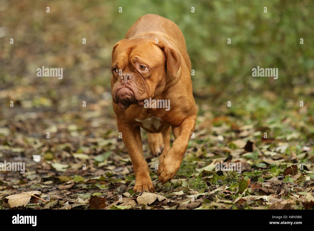 dog scared of big dogs