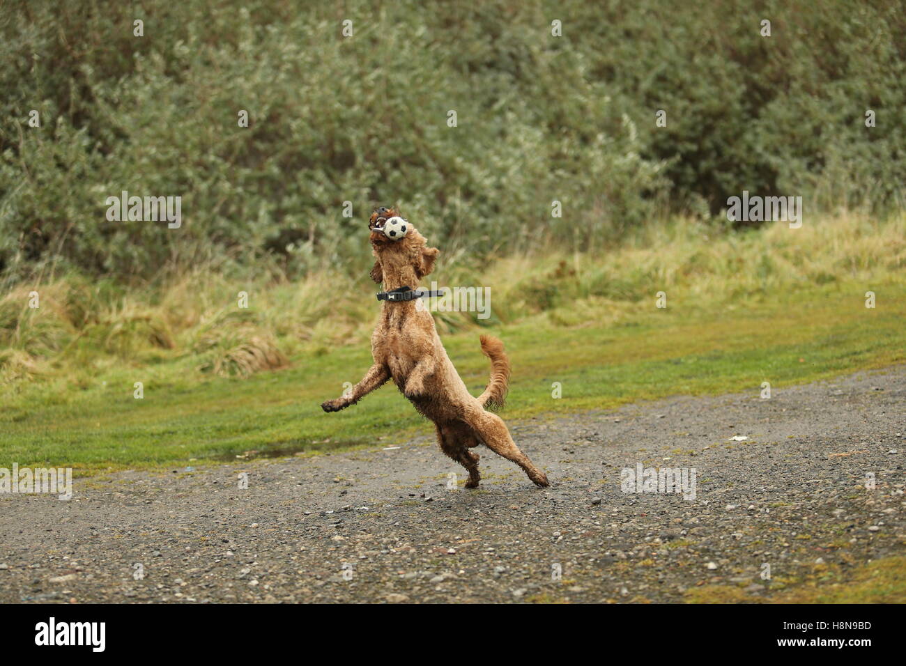 Cute dog catching ball Stock Photo Alamy