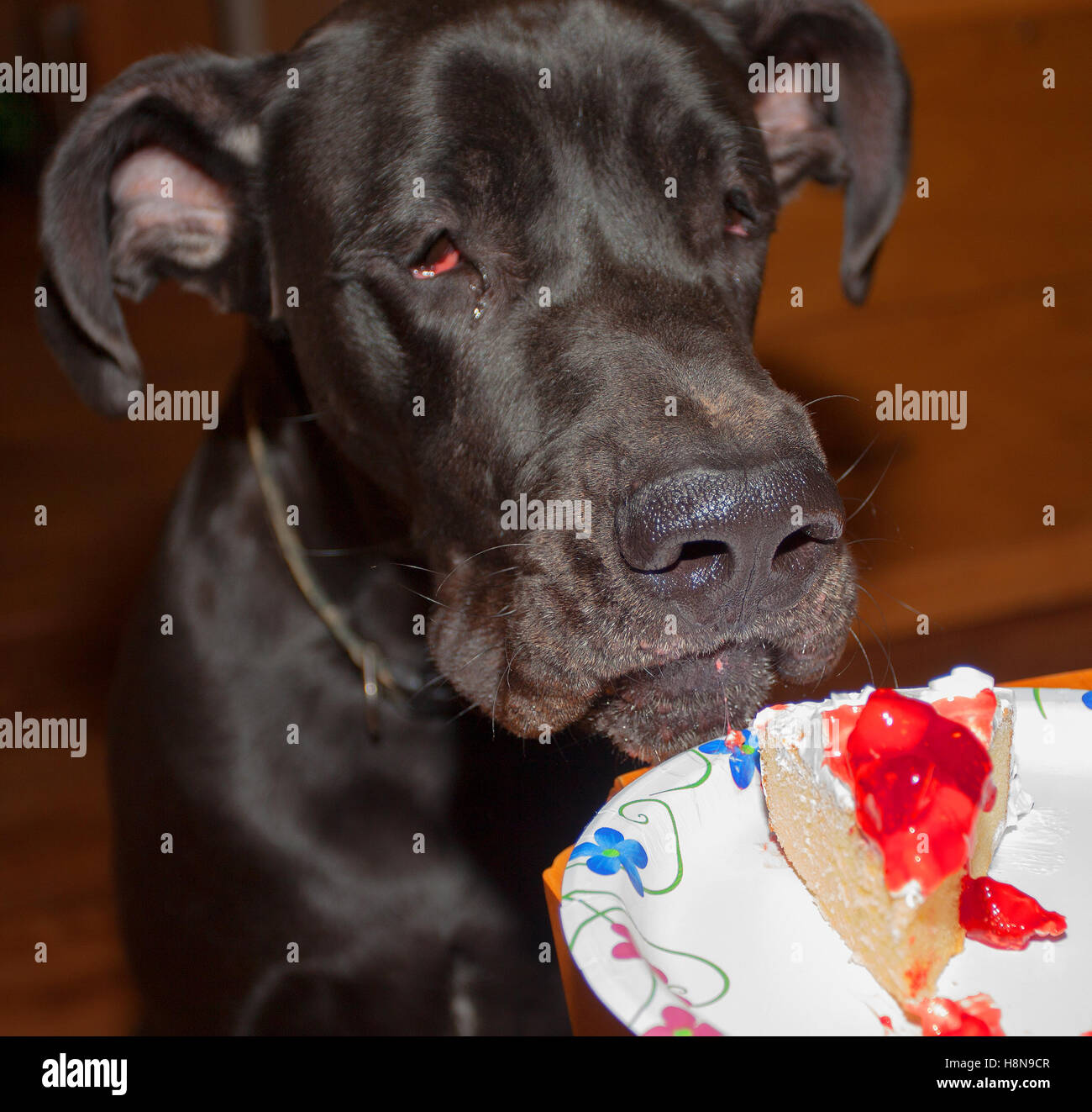 great dane cake