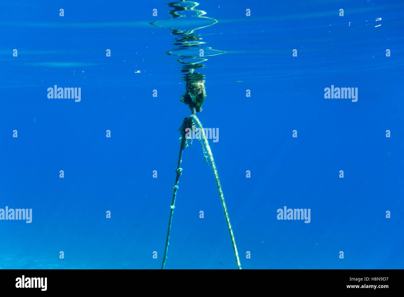 Underwater photo of fishing boat mooring rope Stock Photo - Alamy