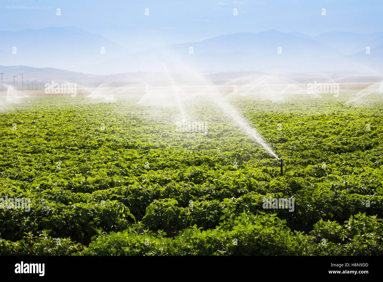 Fields being irrigated Stock Photo Alamy