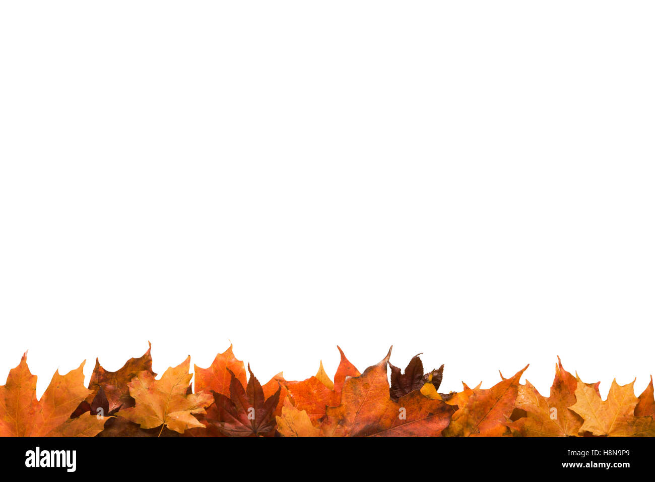 Autumn leaves forming a border of a frame Stock Photo - Alamy