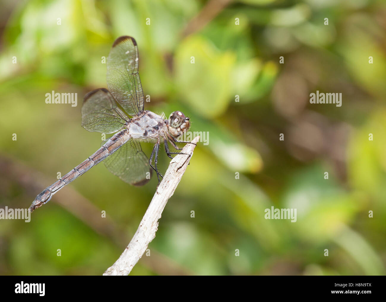 Light colored dragonfly on a stick with leaves in the background Stock ...