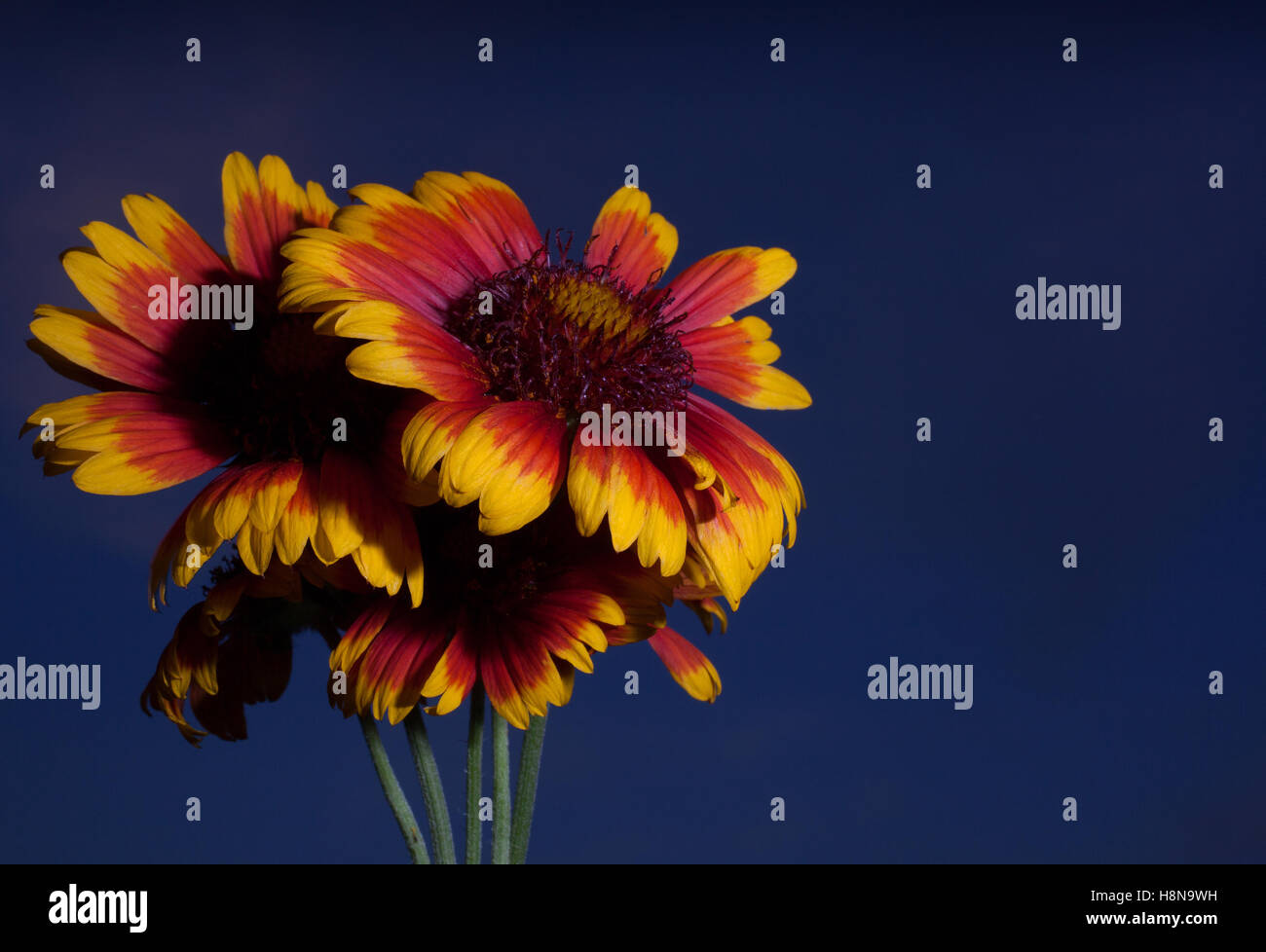 Bright yellow and orange flowers with sky in the background Stock Photo