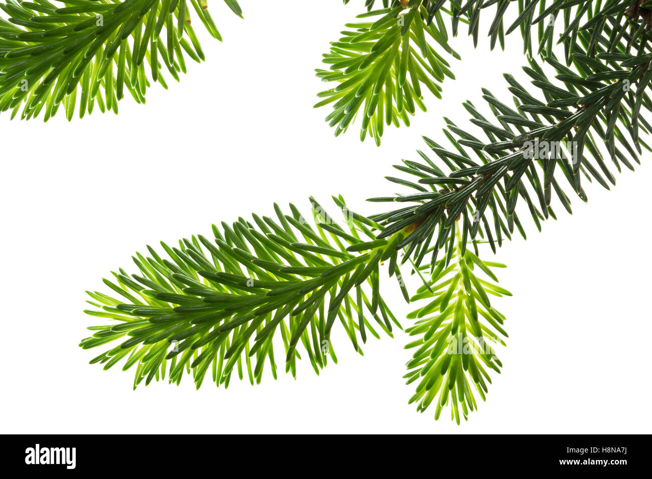 Sitka-Fichte, Sitkafichte, Picea sitchensis, Sitka spruce, L’Épinette de Sitka, Épicéa de France. Blatt, Blätter, leaf, leaves Stock Photo