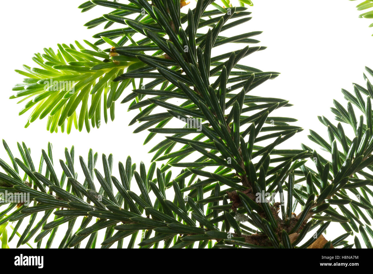 Sitka-Fichte, Sitkafichte, Picea sitchensis, Sitka spruce, L’Épinette de Sitka, Épicéa de France. Blatt, Blätter, leaf, leaves Stock Photo