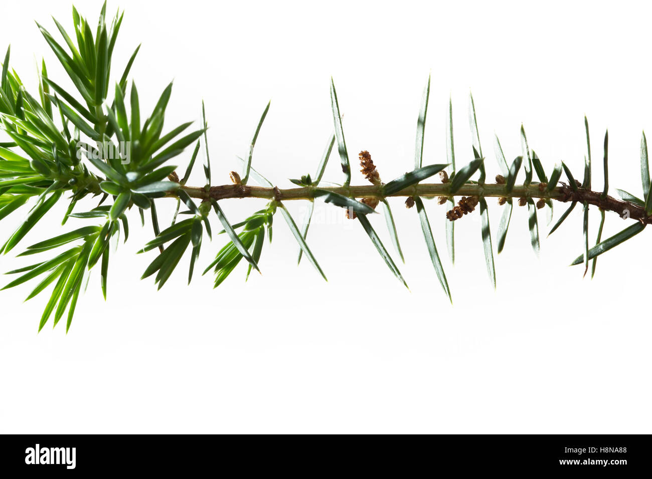 Gemeiner Wacholder, Heide-Wacholder, Heidewacholder, Juniperus communis, Common Juniper, Le Genévrier commun, Genièvre Stock Photo