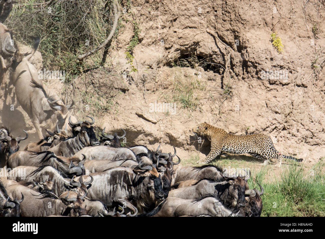 African Leopard, Panthera pardus, stalking, hunting Wildebeest, Connochaetes taurinus, Great Migration, Masai Mara Kenya, Africa Stock Photo