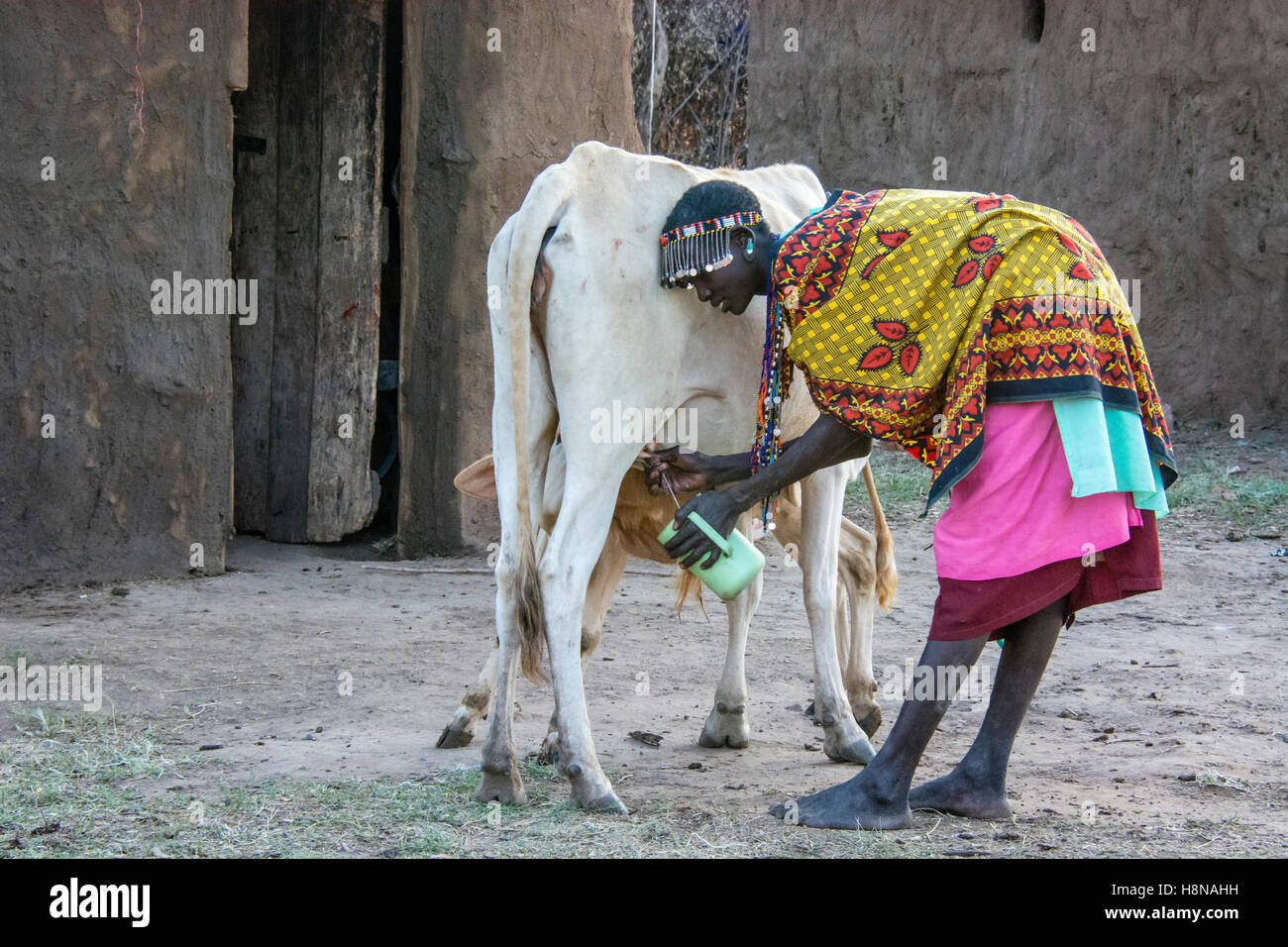 Maasai Woman milking a cow, wearing traditional attire, in a village near the Masai Mara National Park, Kenya, East Africa Stock Photo