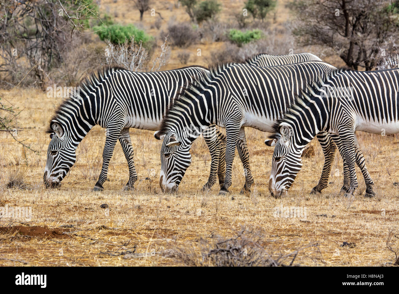 Three adult Grevy's Zebras, Equus grevyi, standing together grazing, Buffalo Springs National Reserve, Samburu, Kenya, Africa Stock Photo