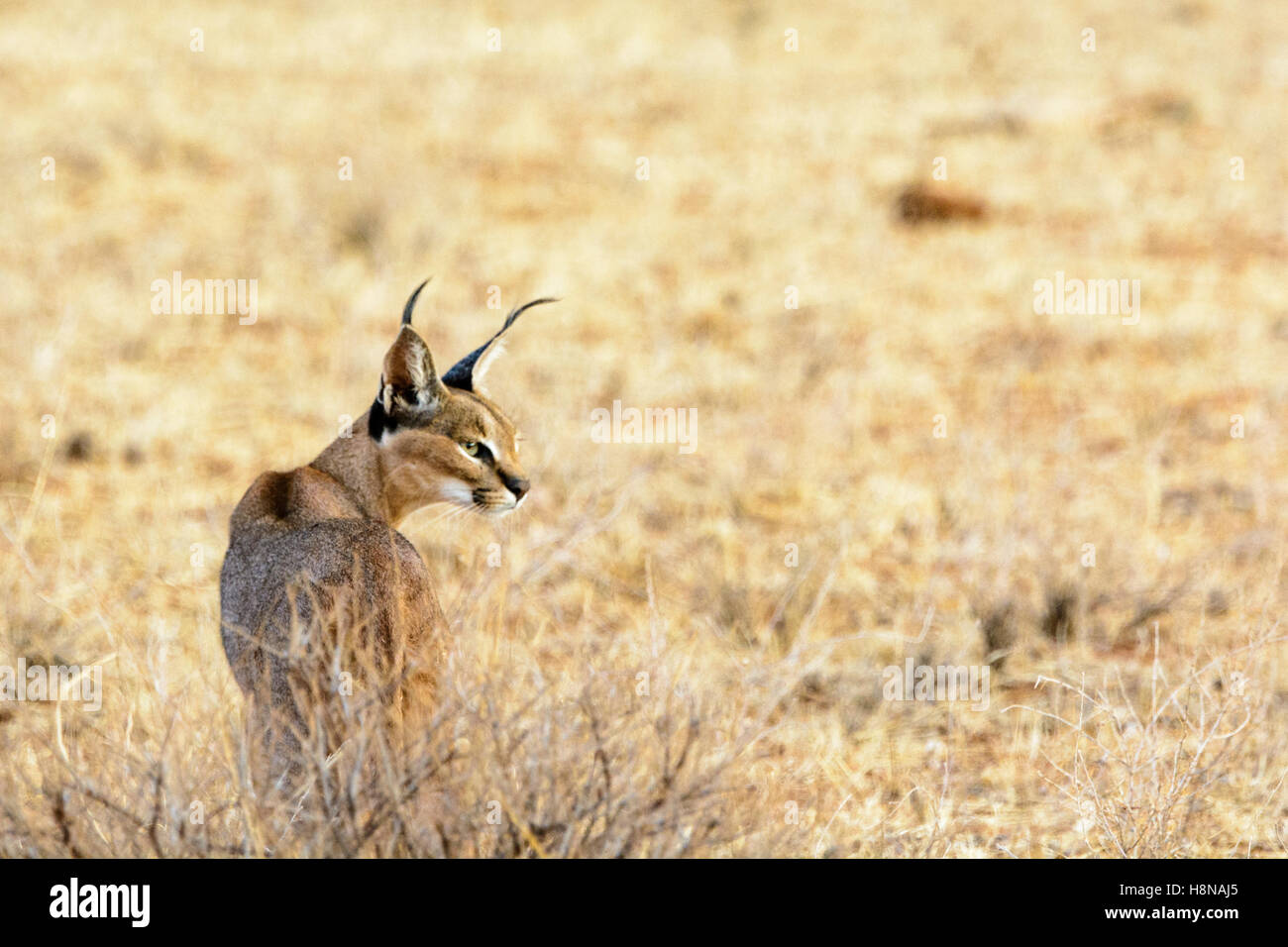 Profile of a wild Caracal hunting, Caracal caracal, showing tufted ears, with copy space,Buffalo Springs National Reserve, Samburu, Kenya, East Africa Stock Photo