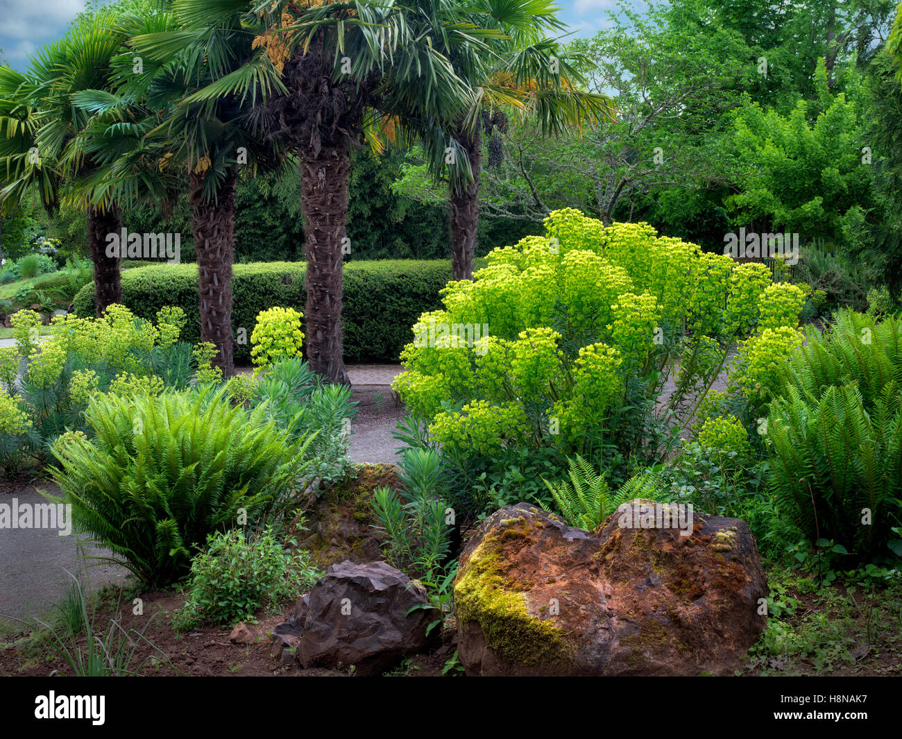 Mediterranean Spurge and palm trees. Oregon Garden, Oregon Stock Photo