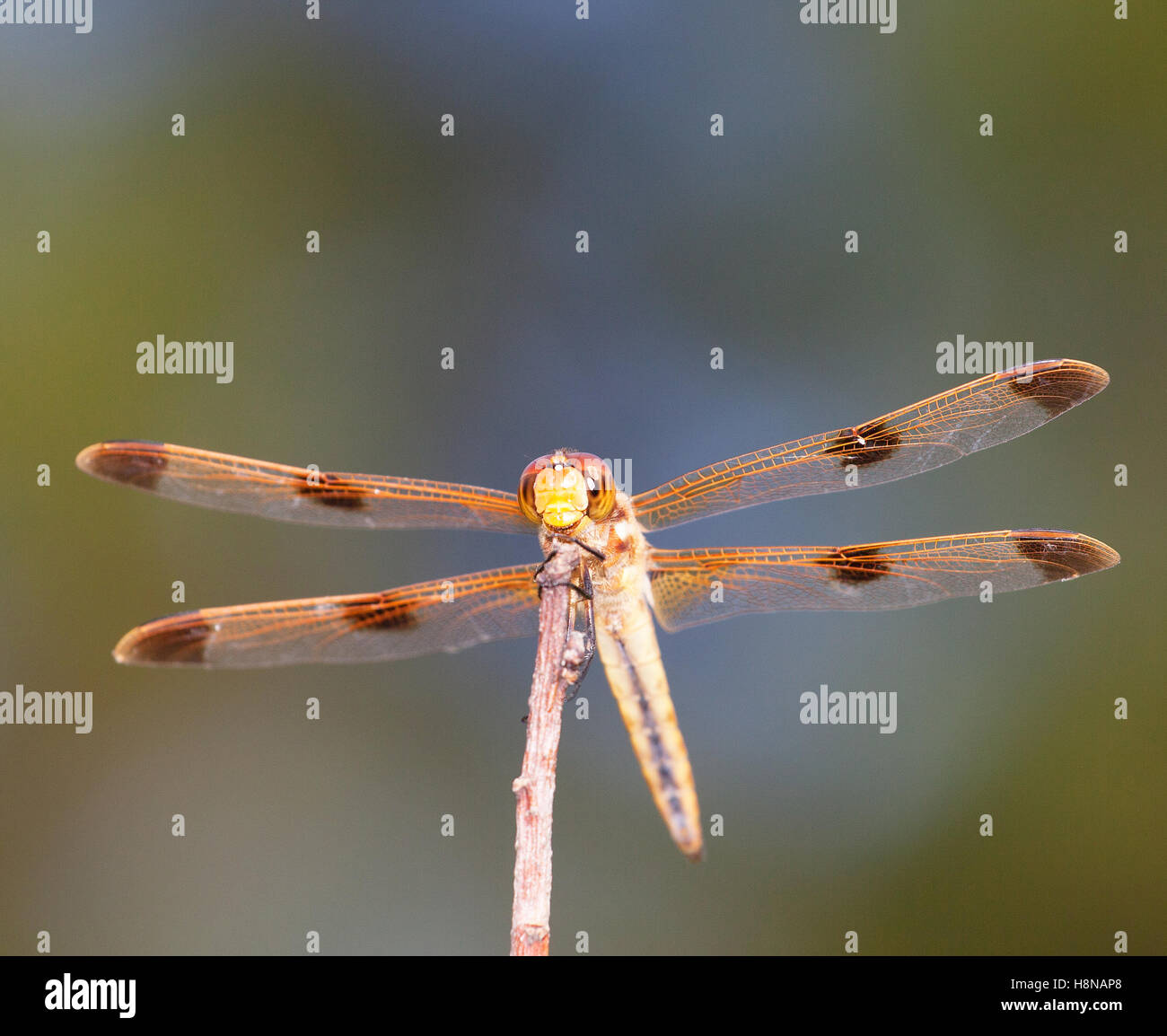 Orange dragonfly on a green background that has a small smile Stock ...
