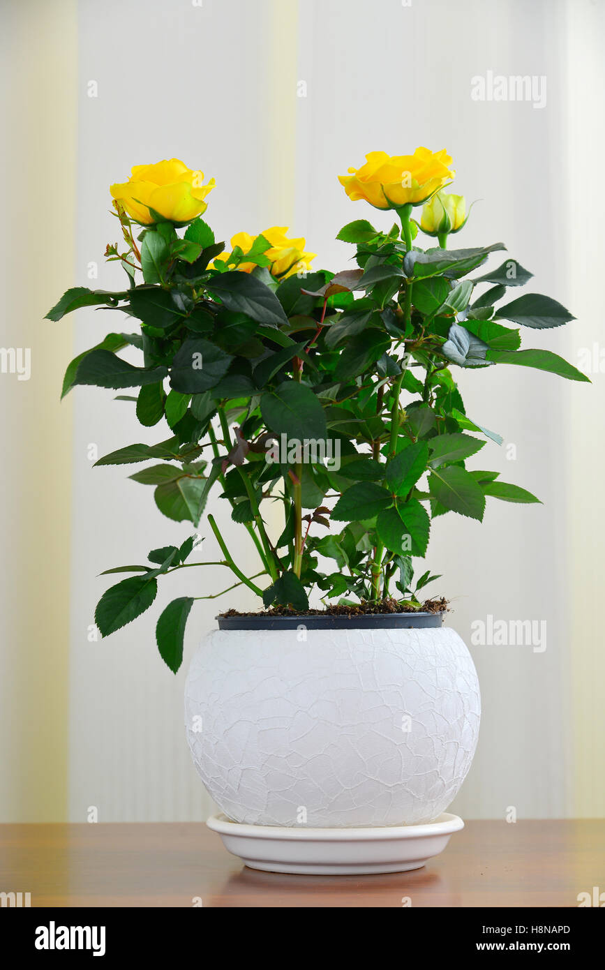 Yellow Rose On Background Of White Curtains Stock Photo 125859285