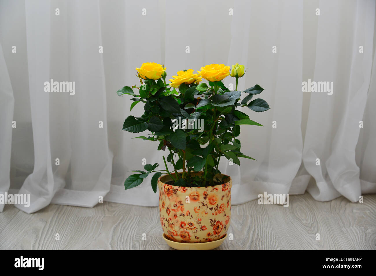 Yellow Rose On Background Of White Curtains Stock Photo 125859294