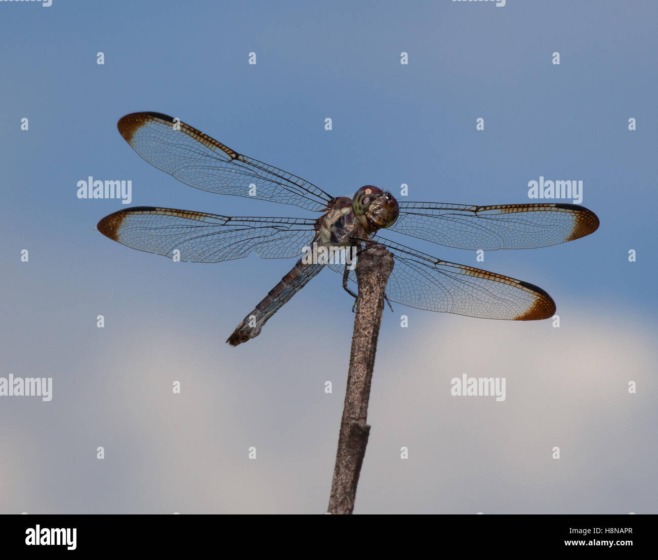 Dragonfly with the clouds and sky behind on a stick Stock Photo