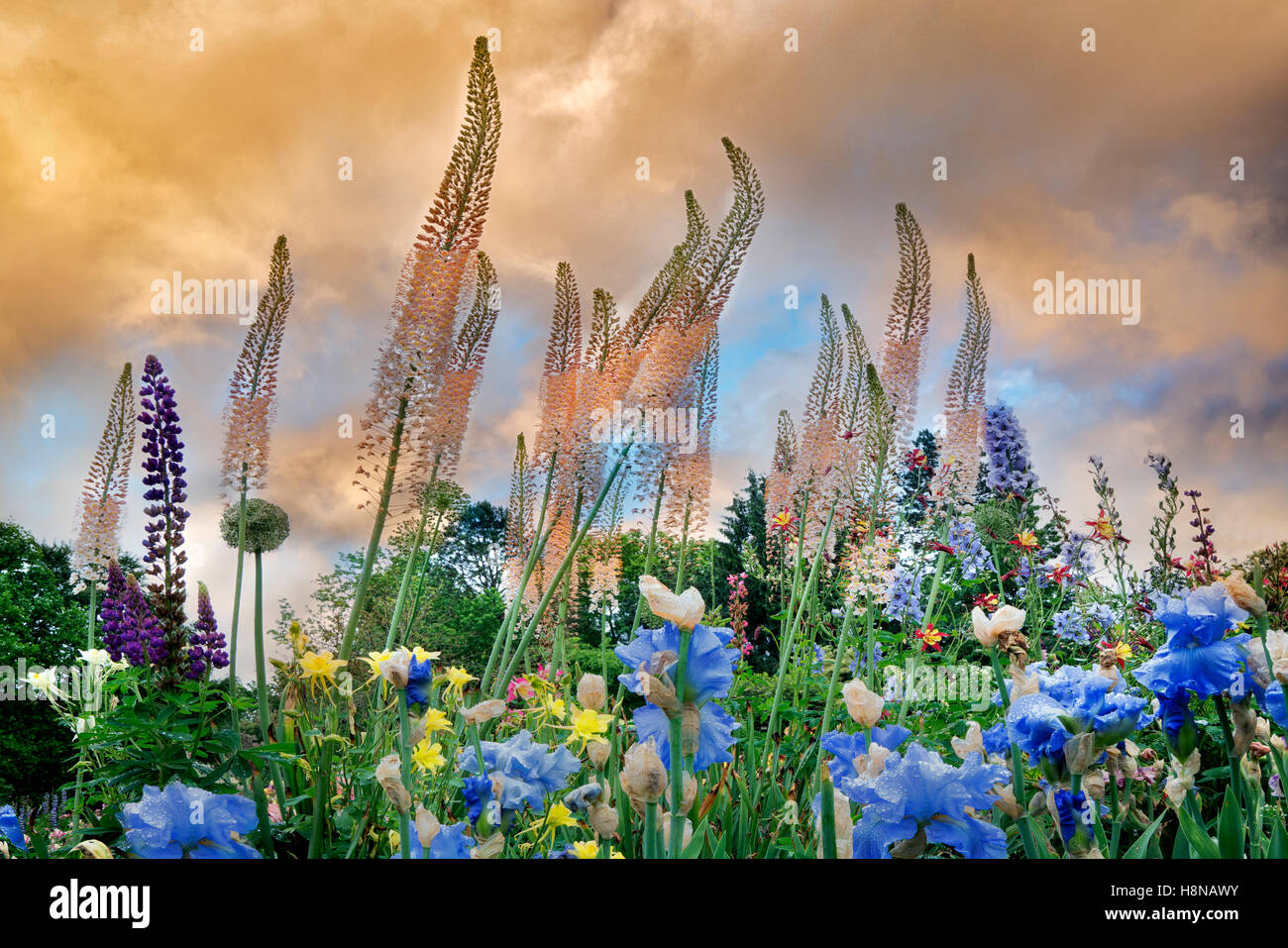 Tall Eremurus (Foxtail Lily) and iris at Schriners Iris Garden. Oregon Stock Photo