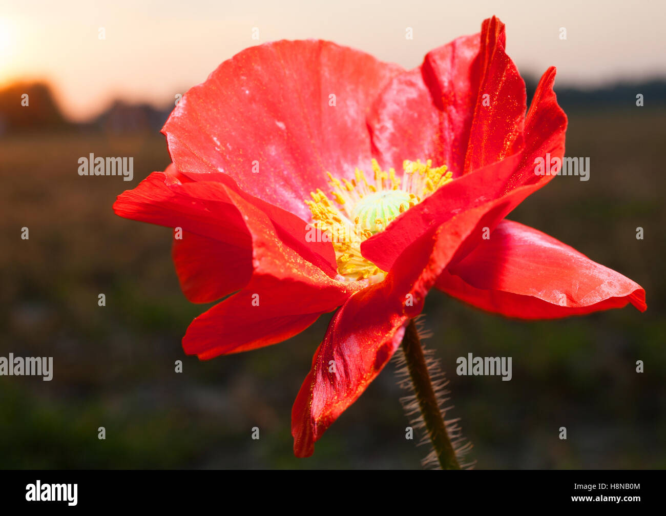 Bright red poppy blossom with a setting sun behind Stock Photo - Alamy