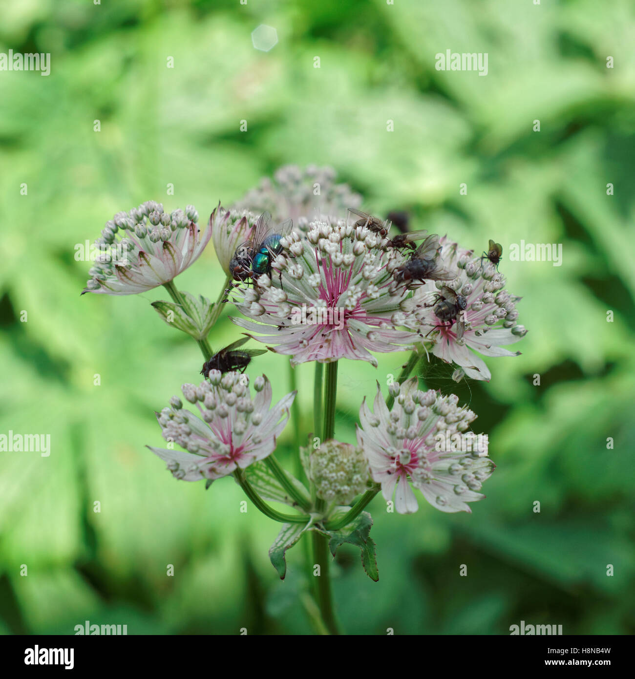 Flies on a flowers Stock Photo Alamy