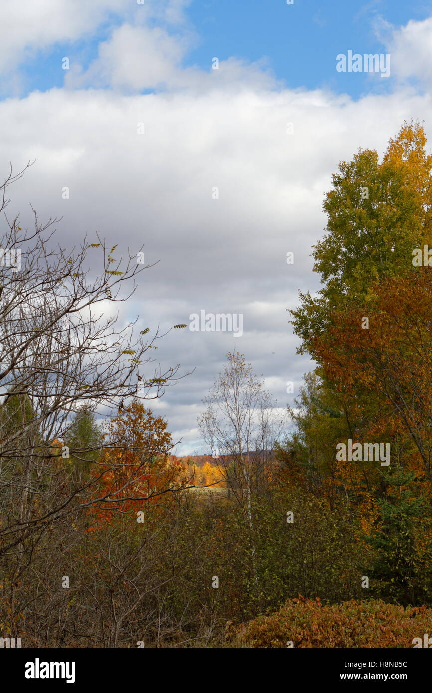 Scenic trees and clouds hi-res stock photography and images - Alamy