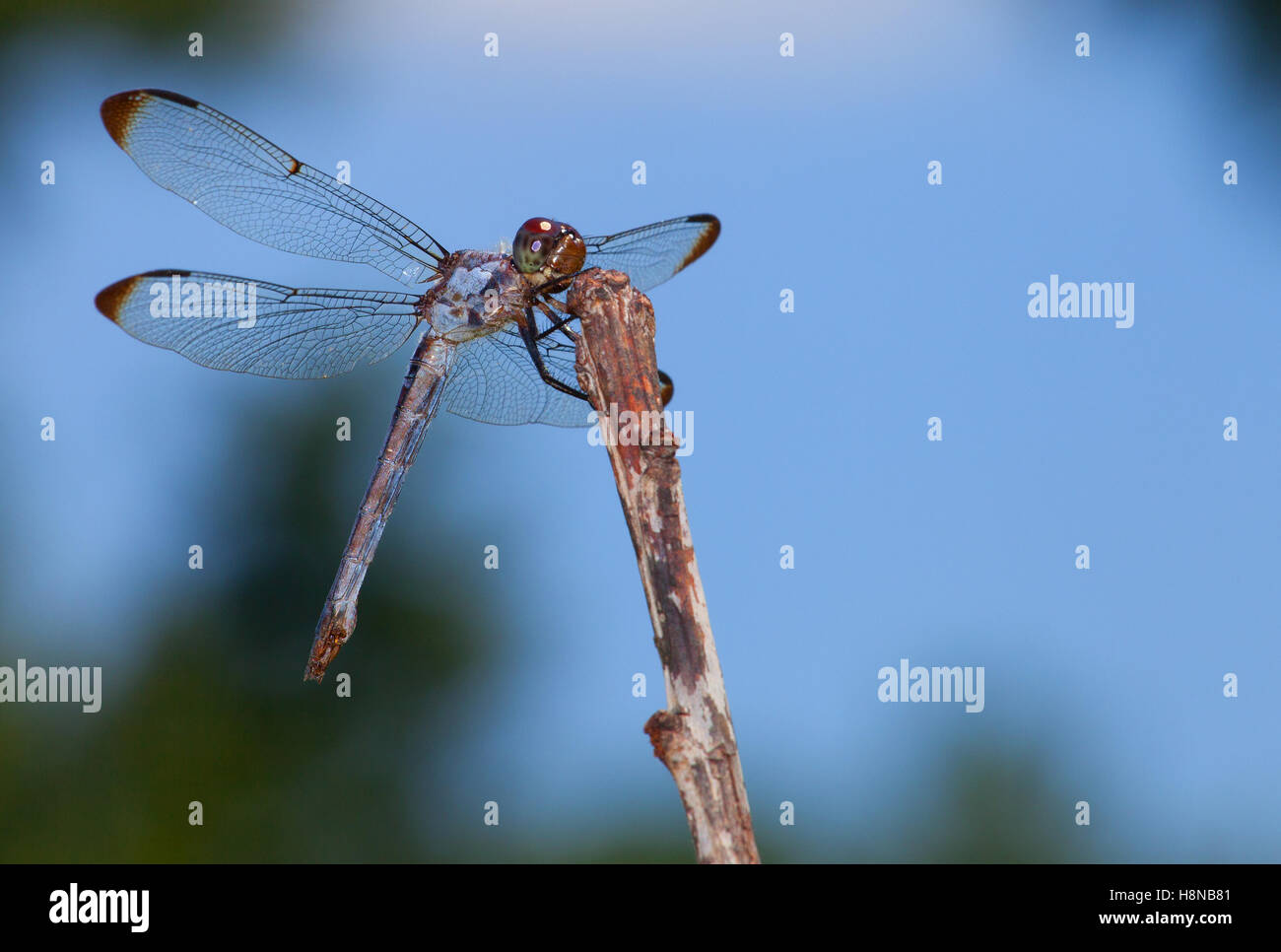 Dragonfly on a stick that almost looks happy Stock Photo - Alamy