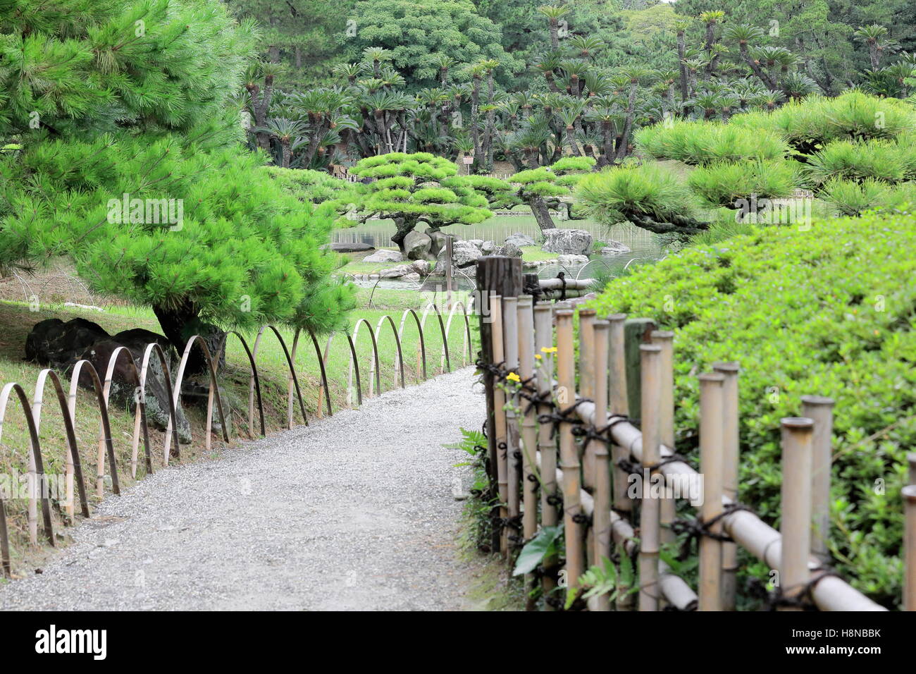 Gravel footpath in the Ritsurin Koen-Chestnut Grove Garden between fences and among japanese black pine trees or pinus thunbergi Stock Photo