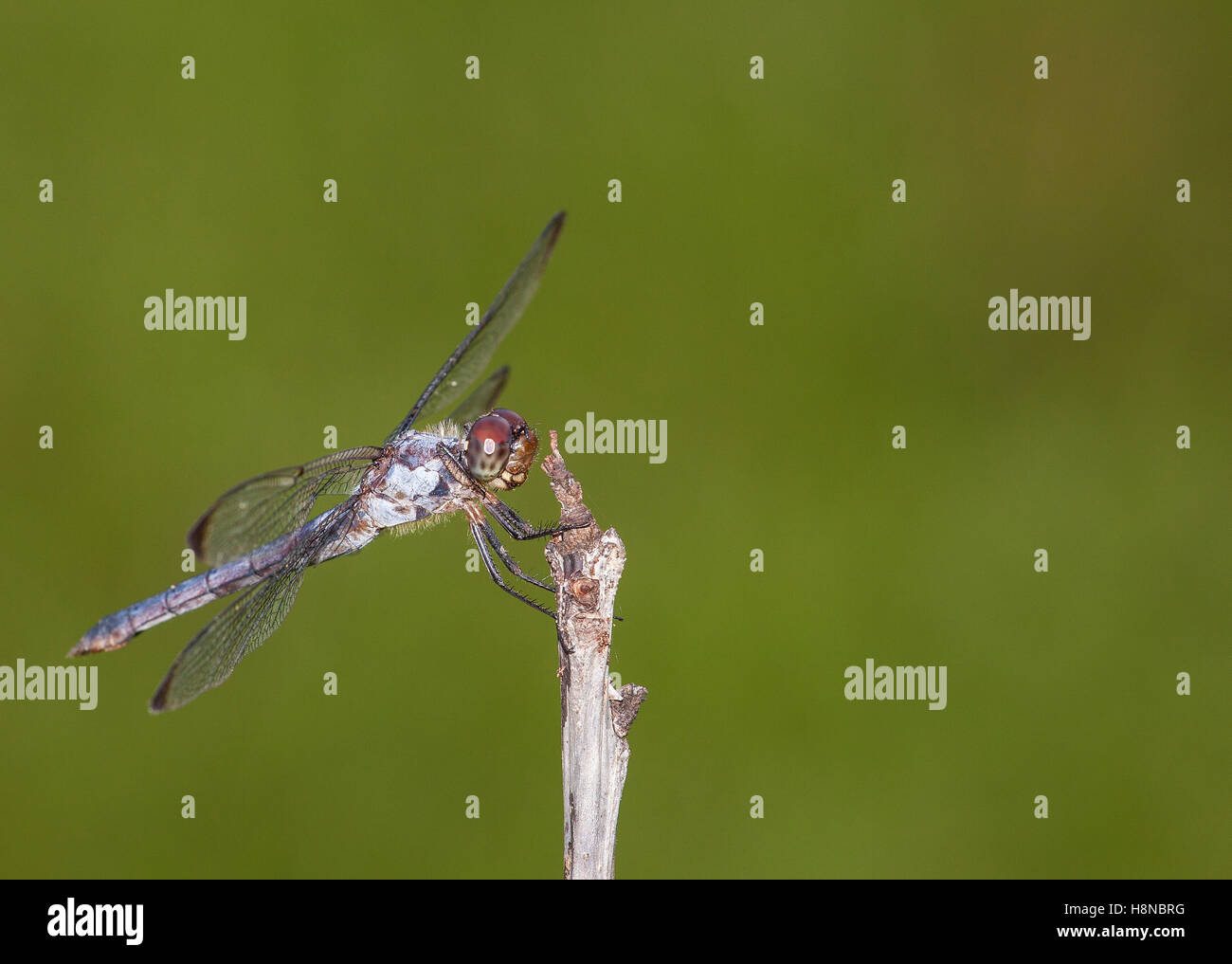 Dragonfly with brown eyes on a stick with a green background Stock ...