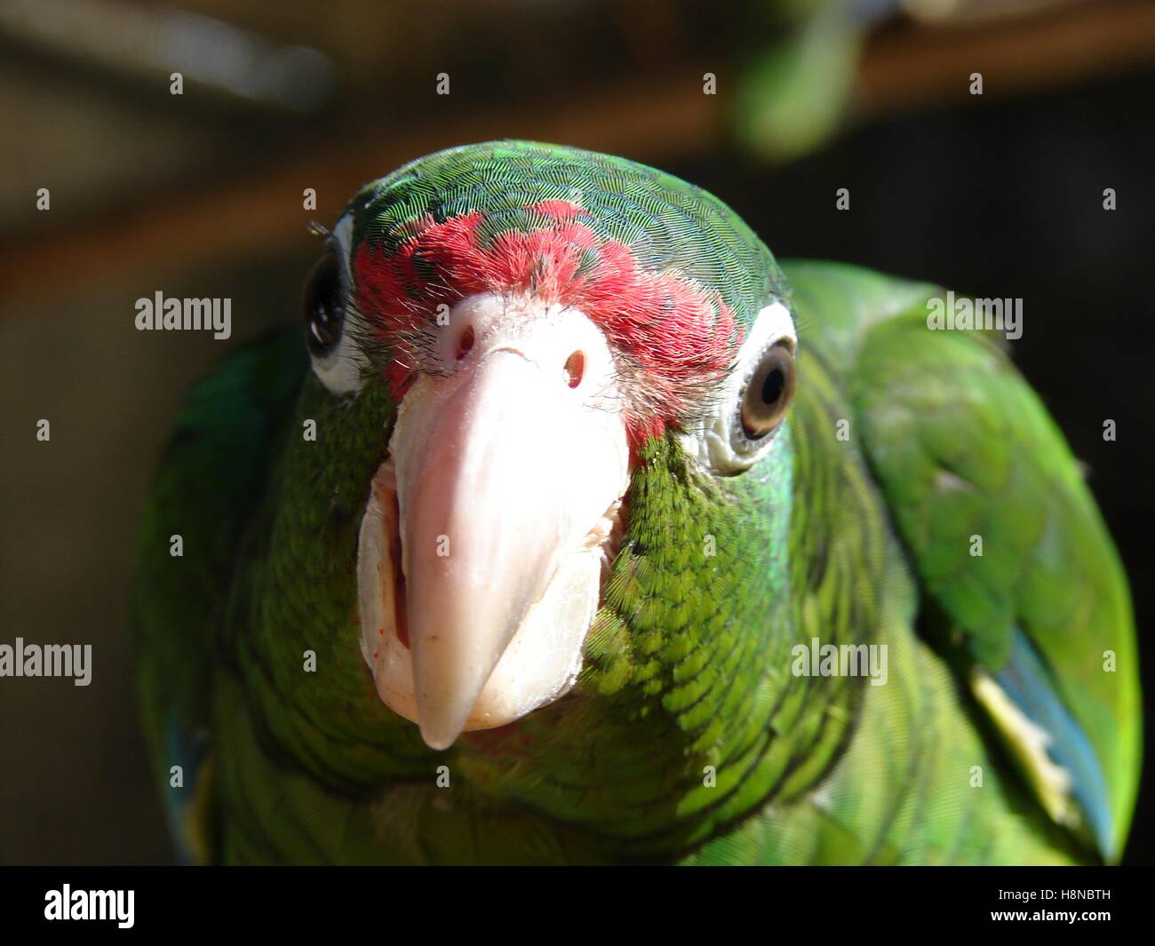 A close-up of a Puerto Rican parrot, an endangered species at the El Yunque National Forest Iguaca Aviary November 16, 2006 in Rio Grande, Puerto Rico. Stock Photo