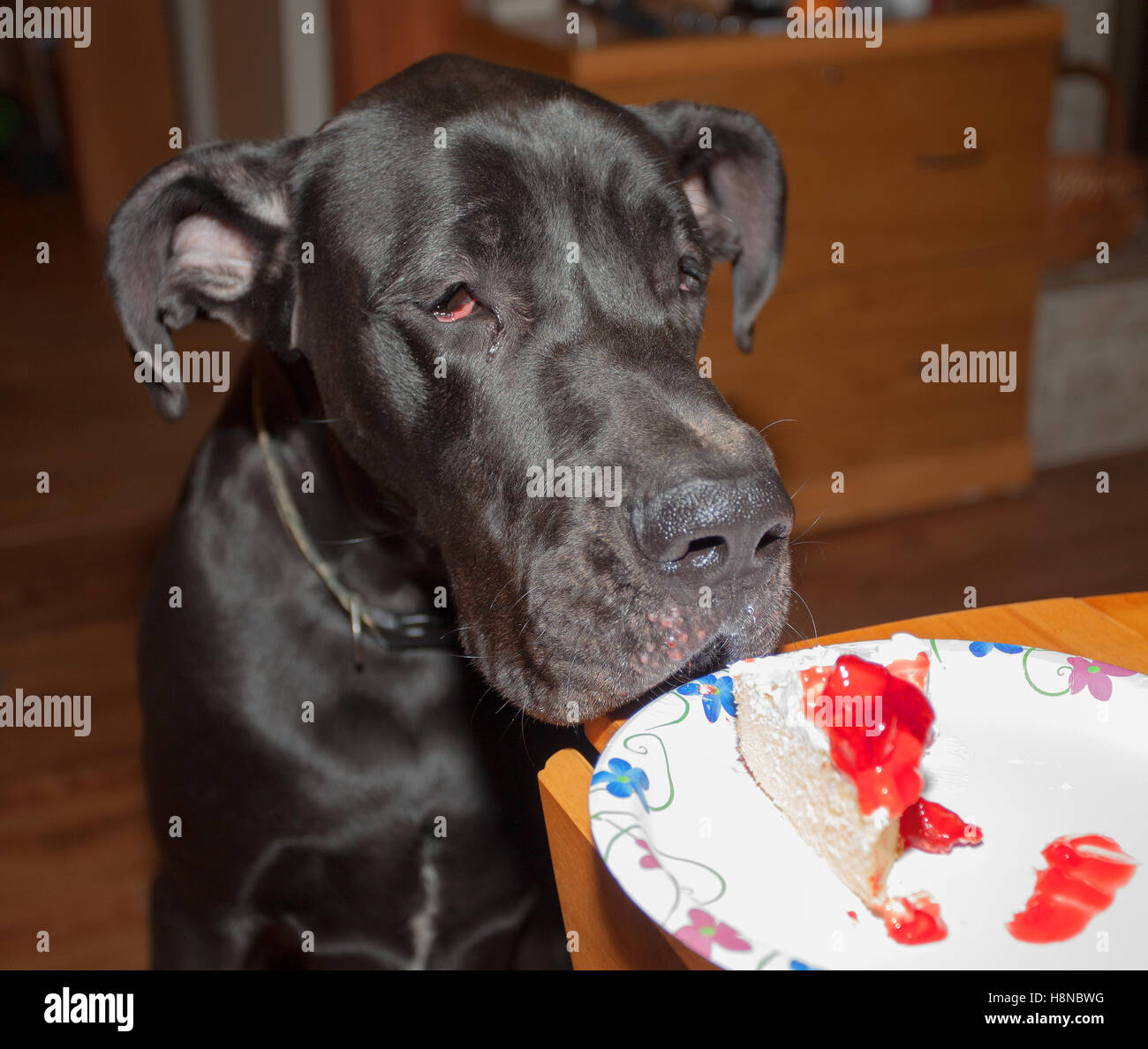 Black Great Dane that is eyeing some cake on the table Stock Photo