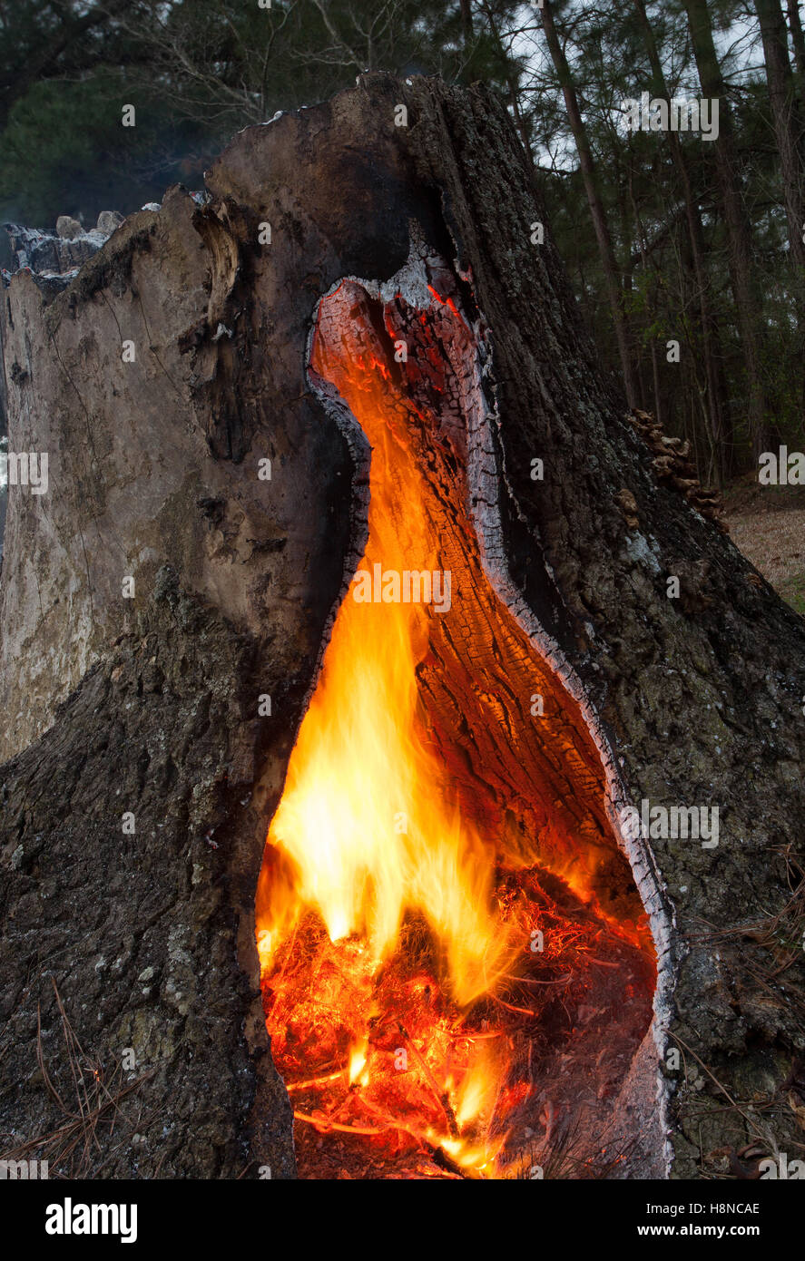 Small fire that is burning inside a hollow pine tree stump Stock Photo