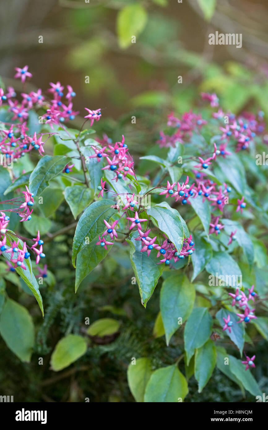 Clerodendrum trichotomum var. fargesii. Farges' harlequin glorybower. Stock Photo