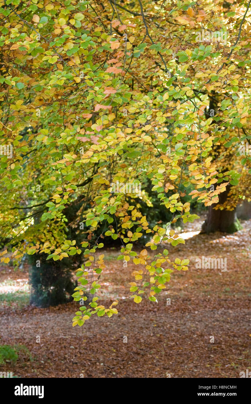 Fagus sylvatica. Beech wood in Autumn. Stock Photo