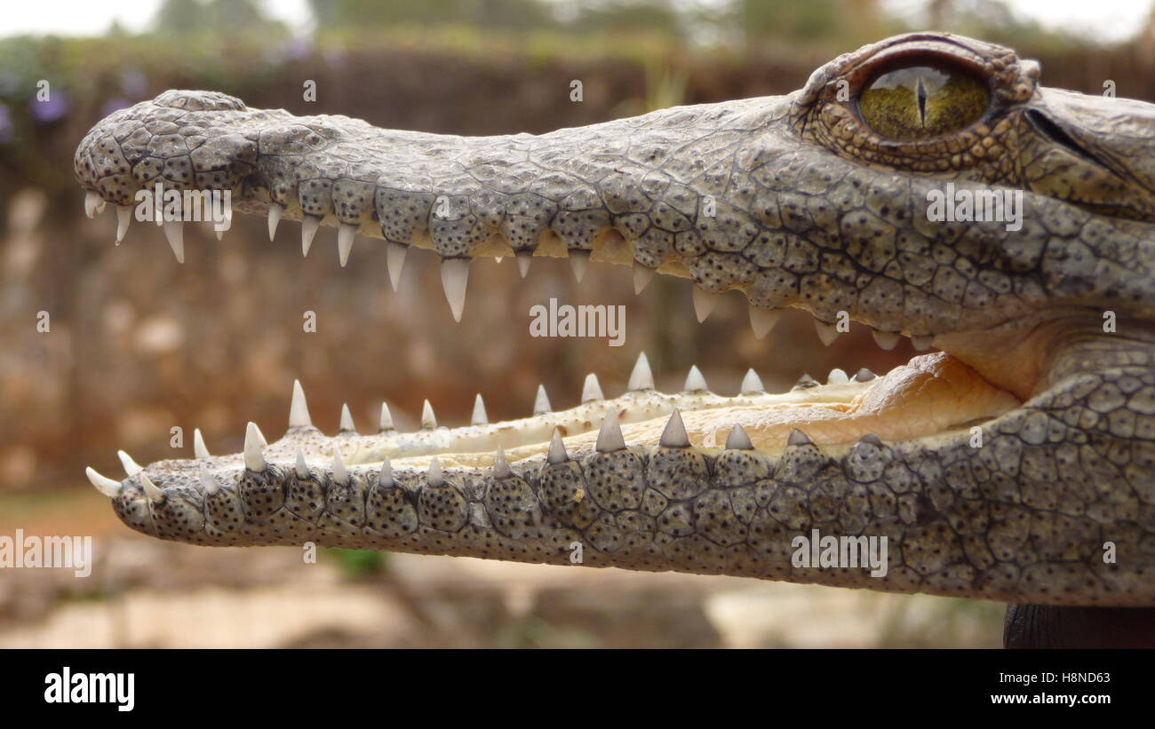 Crocodile Teeth Closeup Hi res Stock Photography And Images Alamy Crocodile Teeth Closeup Hi res Stock Photography And Images Alamy