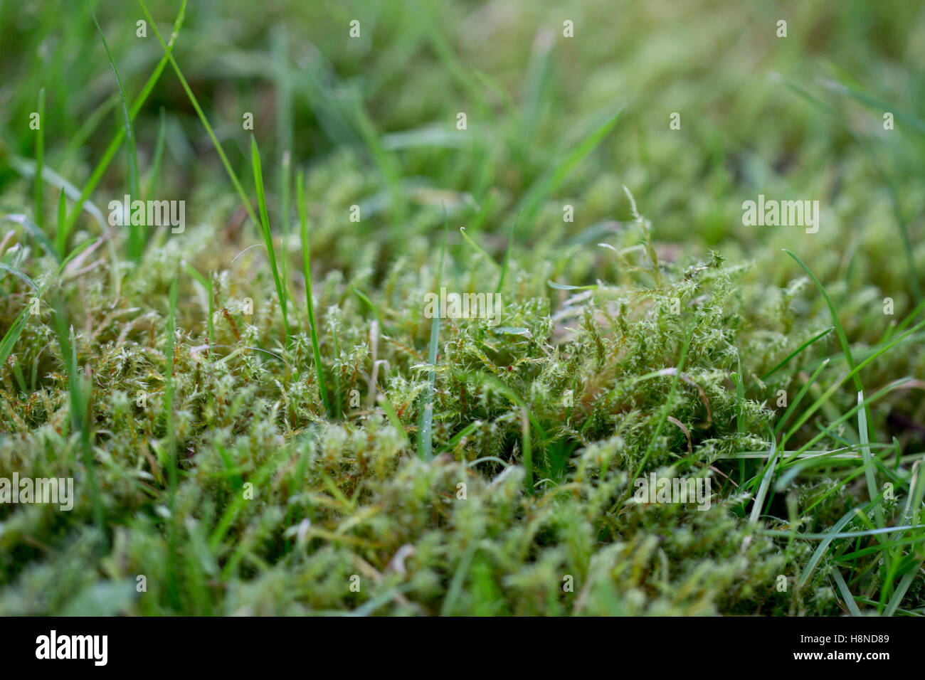 Moss lawn hires stock photography and images Alamy