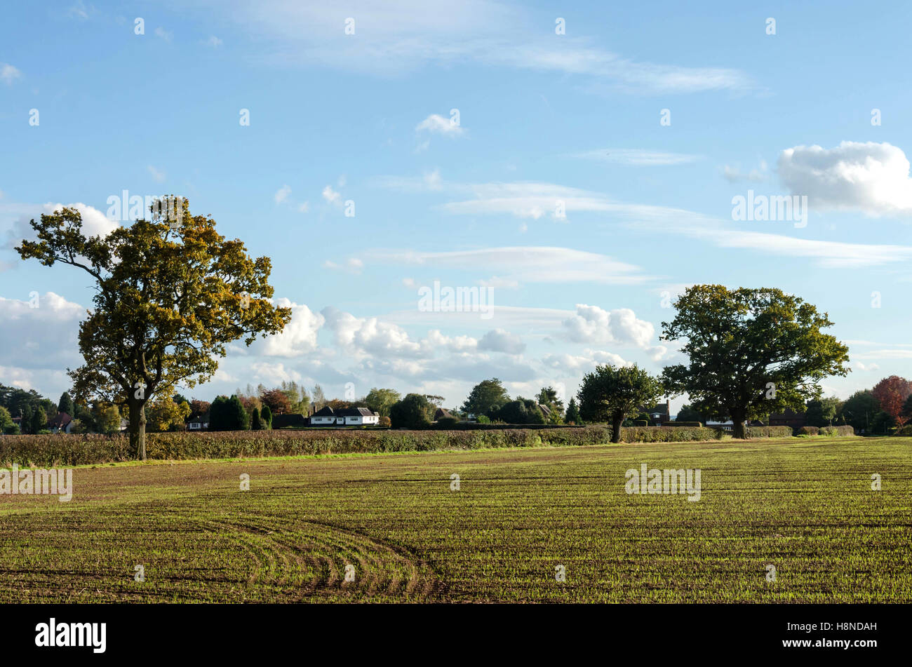 Looking out across a field and trees and a hedgerow dividing two fields. Stock Photo