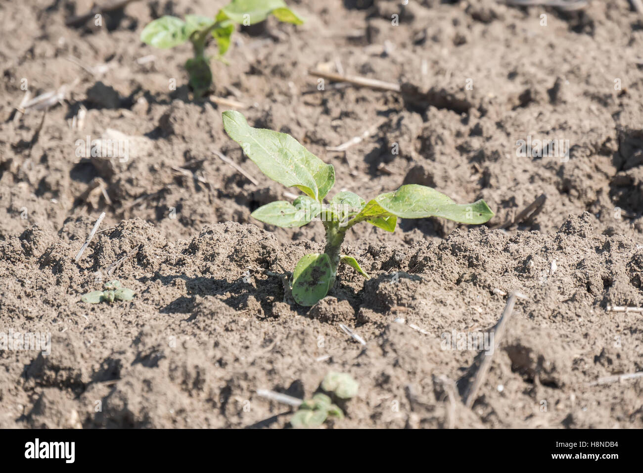 Plant sprout sunflower growing Stock Photo Alamy