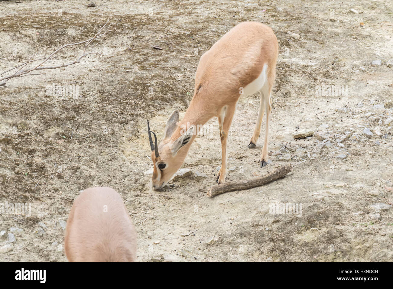 Gazella dorcas neglecta, Dorcas gazelle Stock Photo Alamy