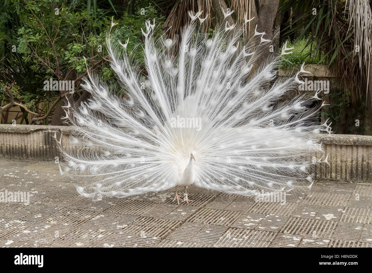 White peafowl,  Indian Peafowl Stock Photo