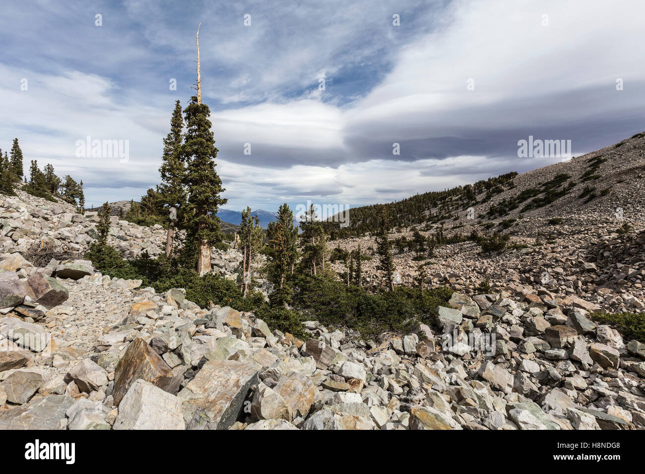 View near the Mt Wheeler trail at Great Basin National Park in Eastern Nevada. Stock Photo