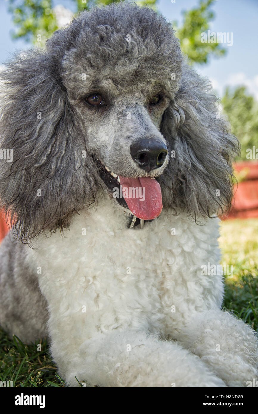 standard poodle dog breed Stock Photo Alamy