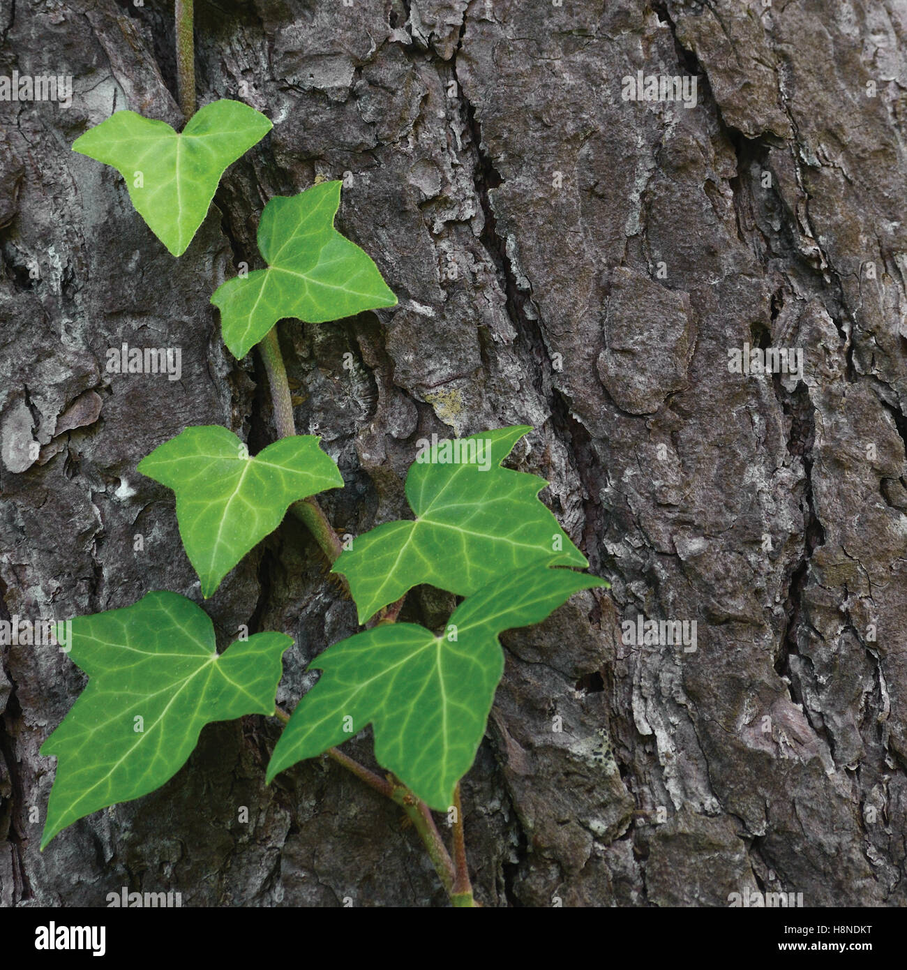 Climbing Plant Stem High Resolution Stock Photography and Images Alamy