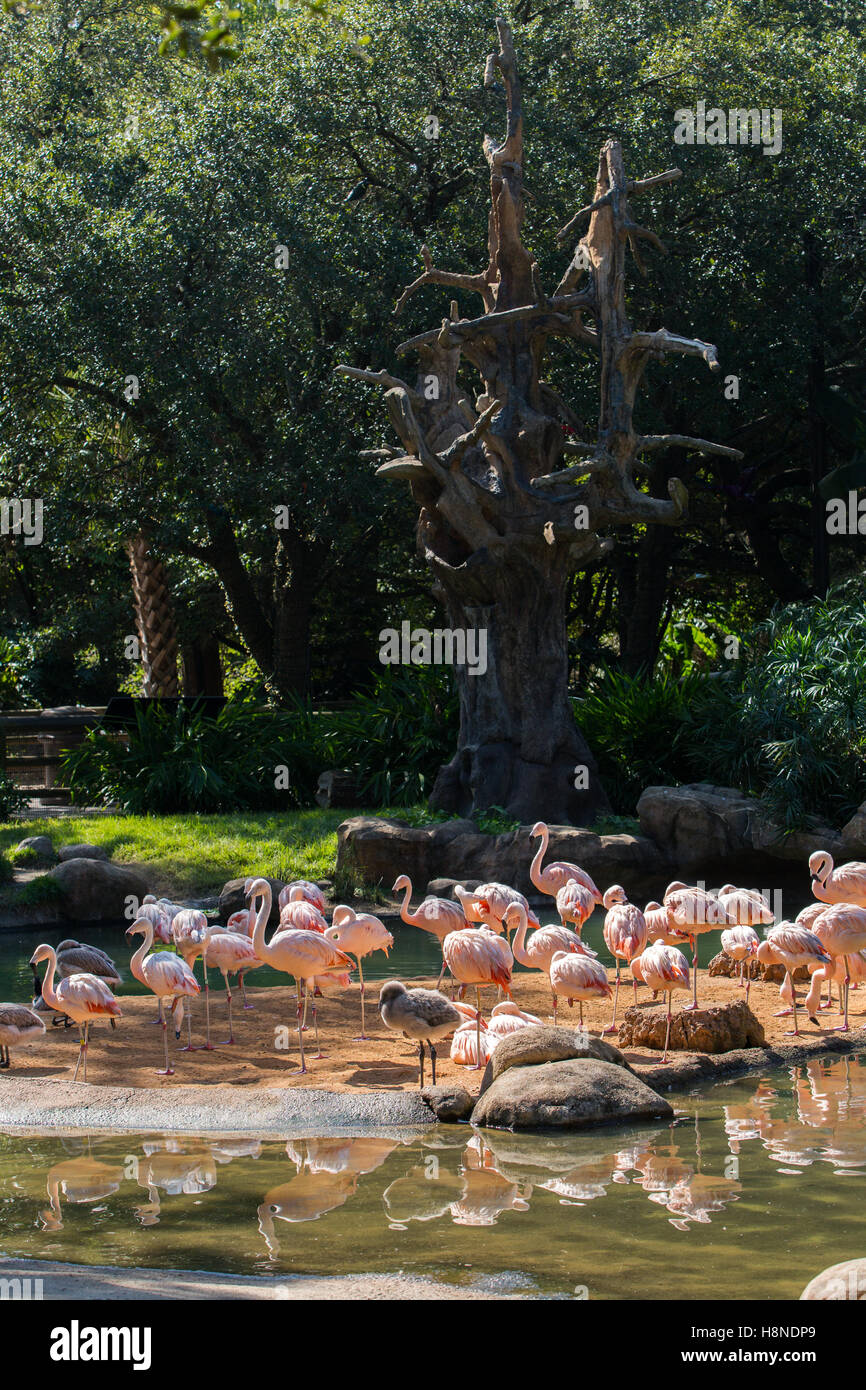 Duck flamingo -Fotos und -Bildmaterial in hoher Auflösung – Alamy