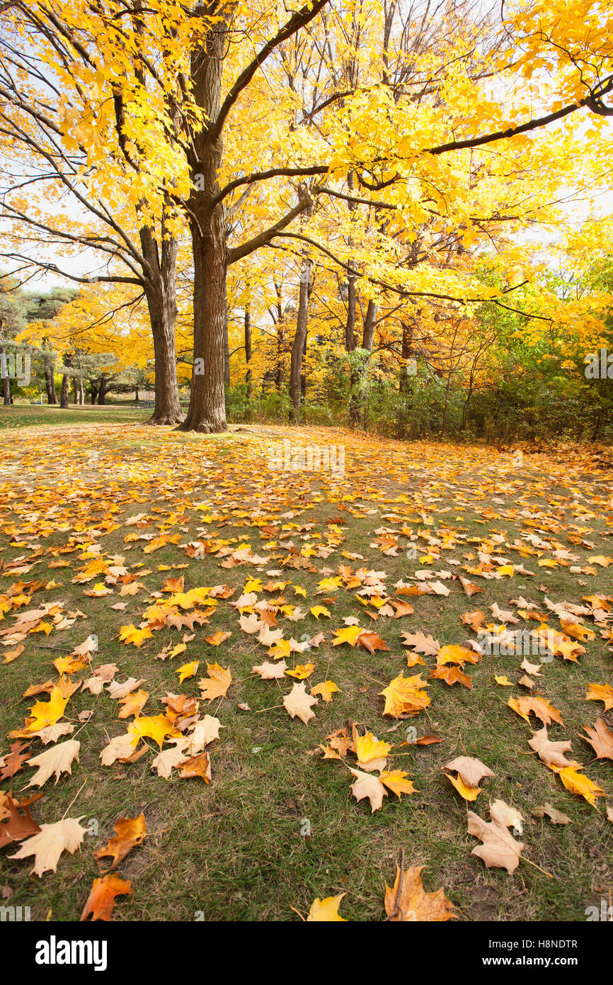 autumn leaves in park Stock Photo - Alamy