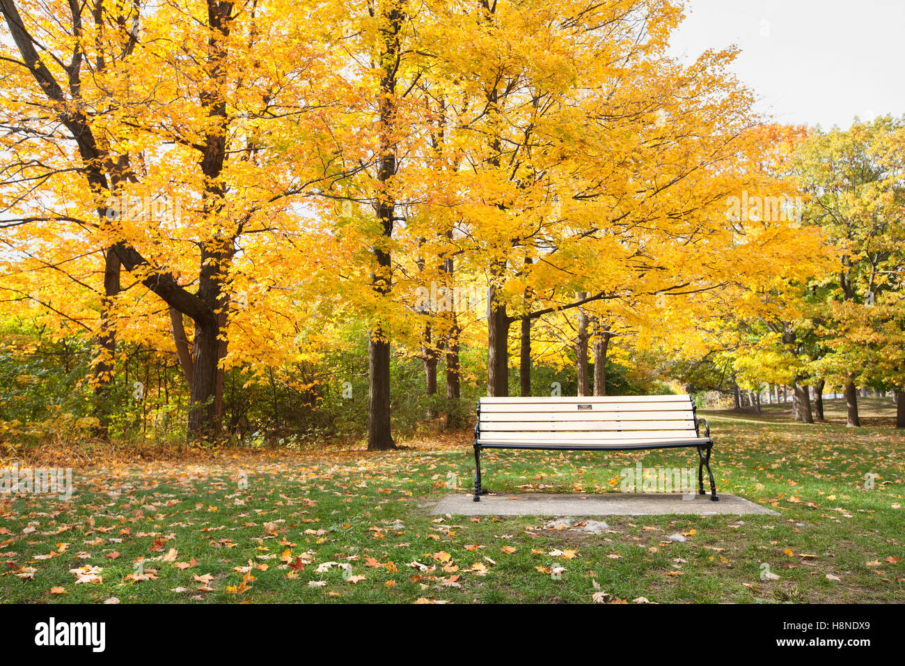 bench in park with trees in autumn colors Stock Photo