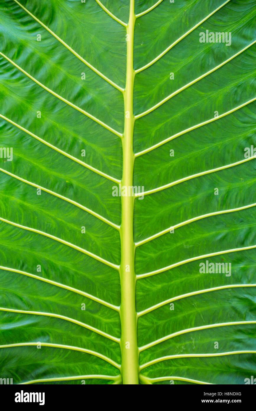 Green leaf background texture, macro Stock Photo - Alamy