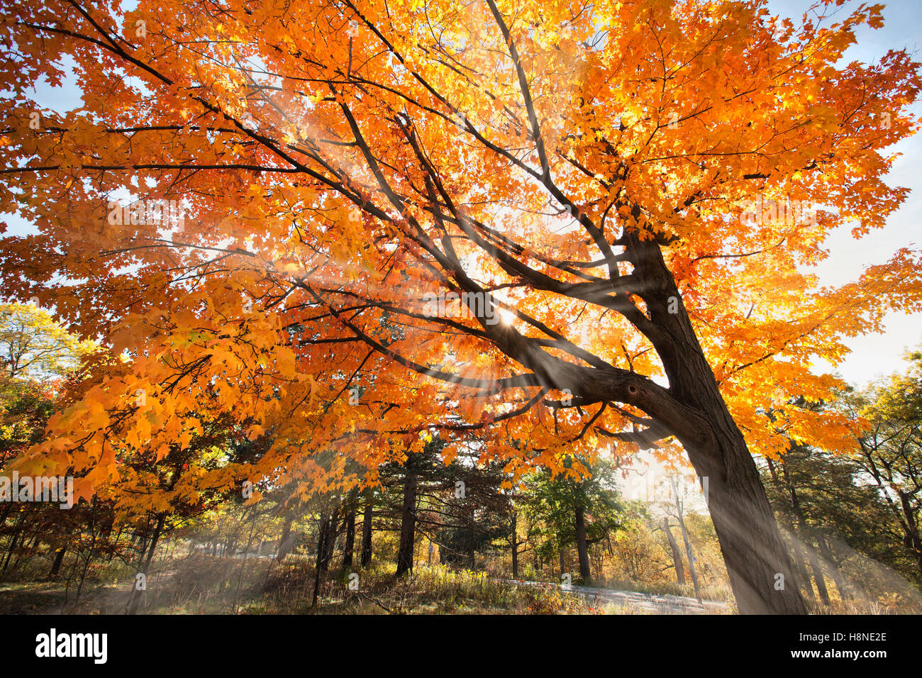 Large leaf maple tree hi-res stock photography and images - Alamy