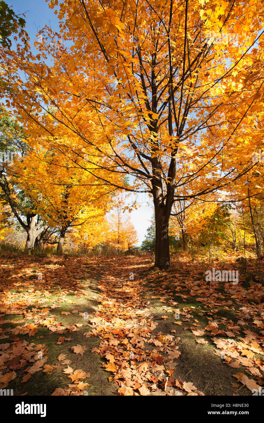 Large maple tree yellow leaves hi-res stock photography and images - Alamy